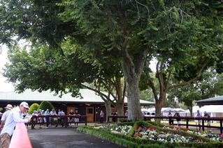 Outdoor parade ring at Karaka.